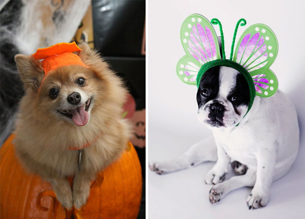 The Very Best Halloween Costumes for Your Dog This Year A Mum Reviews