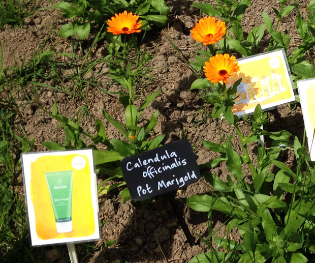 A Day With Weleda And Their Beautiful Gardens - #WeledaInsight A Mum Reviews