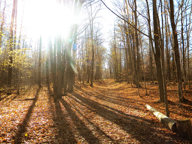 Autumn Outdoor Activities For Children A Mum Reviews