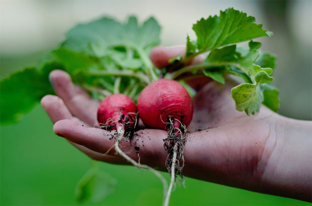 The Benefits of Growing Your Own Vegetable Garden A Mum Reviews