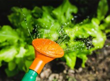 The Benefits of Growing Your Own Vegetable Garden A Mum Reviews