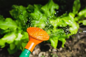 The Benefits of Growing Your Own Vegetable Garden A Mum Reviews