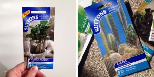 What to Sow and Grow in October - Autumn/Winter Planting Tips A Mum Reviews