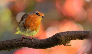 Caring for Wild Birds in Winter - The Do's and Don'ts A Mum Reviews