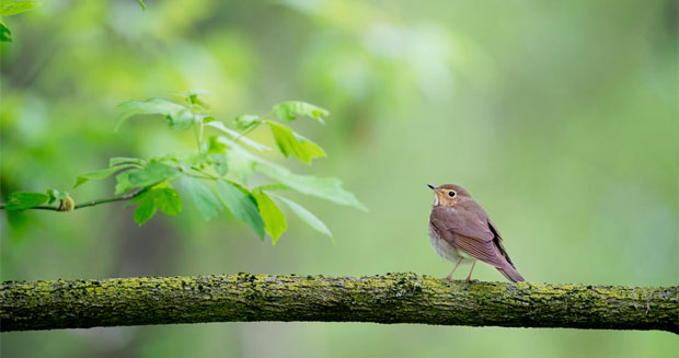 Birds in Winter - The Do's and Don'ts A Mum Reviews