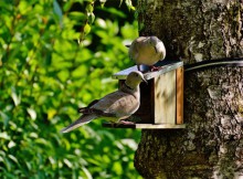 Caring for Wild Birds in Winter - The Do's and Don'ts A Mum Reviews