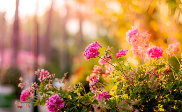 9 Tips to Master Low Maintenance Gardening A Mum Reviews