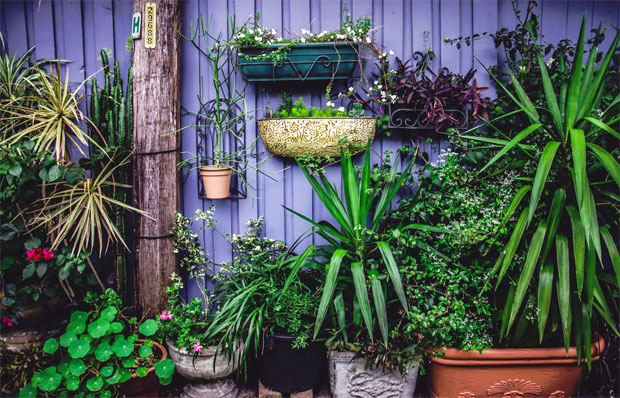 Plants wall fence garden