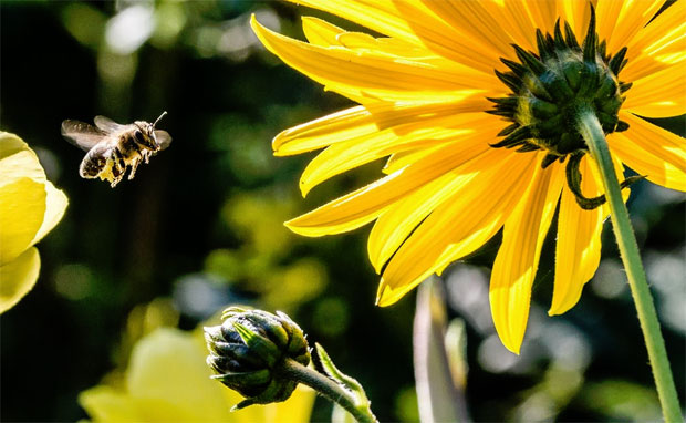 5 Tips To Make Your Garden More Eco-Friendly A Mum Reviews