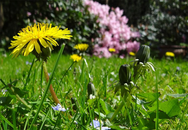 Can You Tame A New-Build Garden? Common Problems + Solutions A Mum Reviews