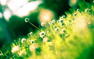 Garden State: Getting The Backyard Ready For Summer A Mum Reviews
