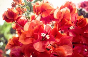 How to Get Your Garden Summer Ready A Mum Reviews