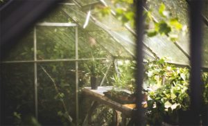 Plastic vs Glass Greenhouses – Which Should You Choose? A Mum Reviews