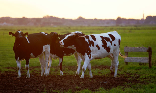 A Smallholding Requires A Big Heart (And This Advice) A Mum Reviews