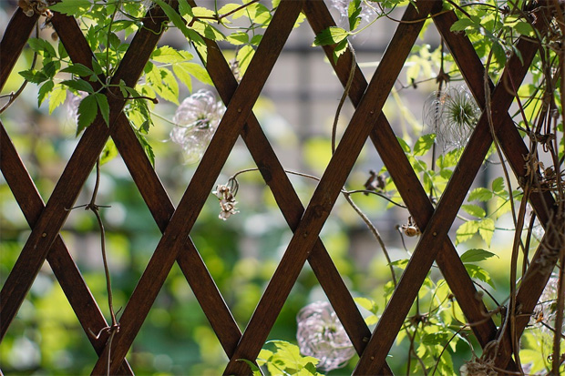 Choosing The Right Trellis Panel For Your Garden A Mum Reviews