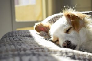 Simple Tricks to Get Dog Hair out of Carpets and Furniture A Mum Reviews
