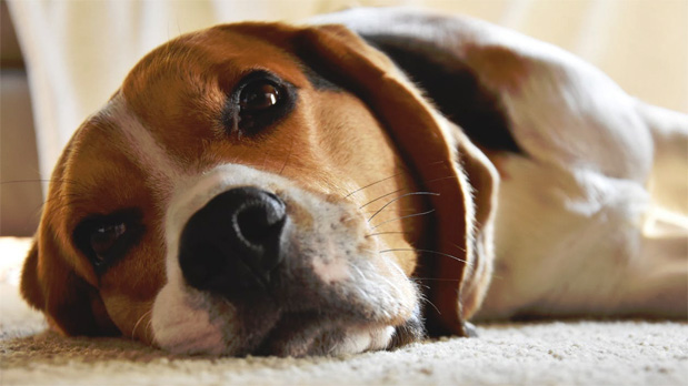 Simple Tricks to Get Dog Hair out of Carpets and Furniture A Mum Reviews