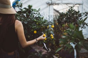 5 Tips for Gardening On A Budget A Mum Reviews