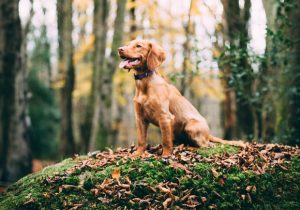 Choosing the Right Dog for Your Family A Mum Reviews
