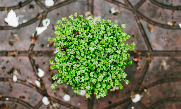 Creating A Beautiful Low-Maintenance Garden for Non-Gardeners A Mum Reviews