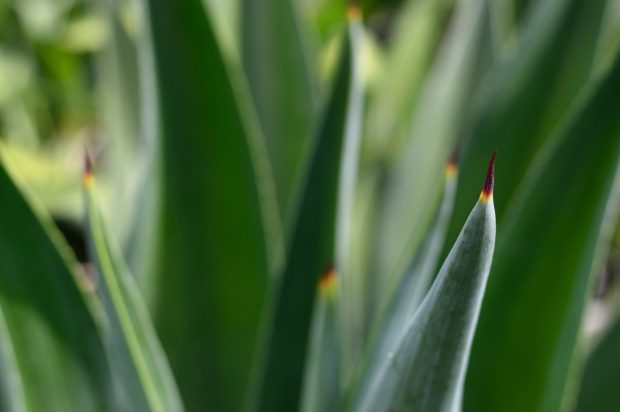 5 Amazing Health Benefits of Aloe Vera Gel to Your Skin and Hair A Mum Reviews