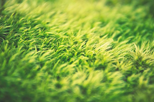 How to Keep a Lush, Green Lawn A Mum Reviews