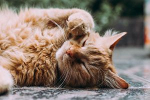 Things to Consider when Choosing a Family Pet A Mum Reviews