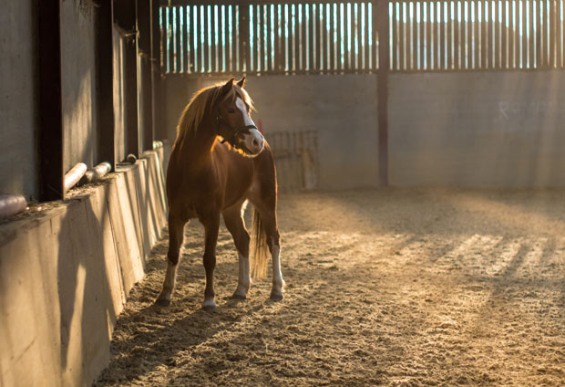 Horse Riding as a Child and as an Adult - My Experiences A Mum Reviews