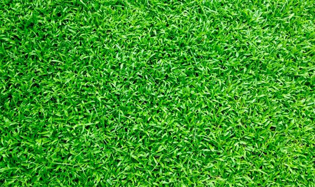 Why Even the Keenest Gardeners Are Turning to Artificial Grass A Mum Reviews