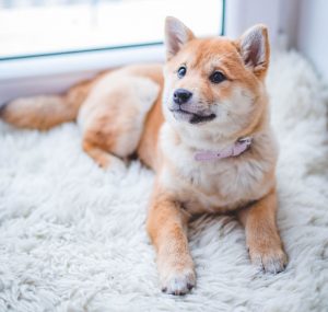 Why You Really Need a Good Vacuum Cleaner if You Have Pets A Mum Reviews