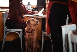 Dog Friendly Hotspots in the North East - Pubs, Restaurants, Inns A Mum Reviews