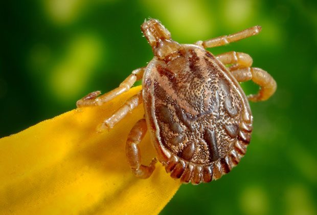 Lyme Disease - Signs Your Child May Have Been Bitten by An Infected Tick A Mum Reviews