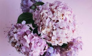 6 Most Beneficial Flowers To Your Well-Being A Mum Reviews