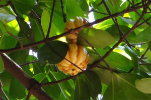 10 Facts About Garcinia Cambogia Every Health Enthusiast Should Know A Mum Reviews A Mum Reviews