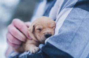 Puppy 101: A Primer for New Puppy Owners A Mum Reviews