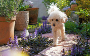 How to Landscape Your Dog-Friendly Garden? A Mum Reviews