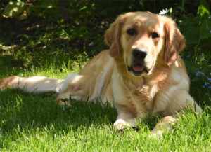 How to Landscape Your Dog-Friendly Garden? A Mum Reviews
