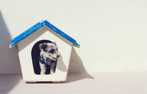 How to Landscape Your Dog-Friendly Garden? A Mum Reviews