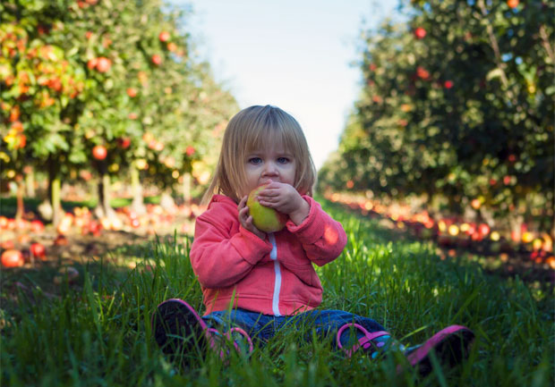 The Toddler Menu Planner from the Infant & Toddler Forum A Mum Reviews