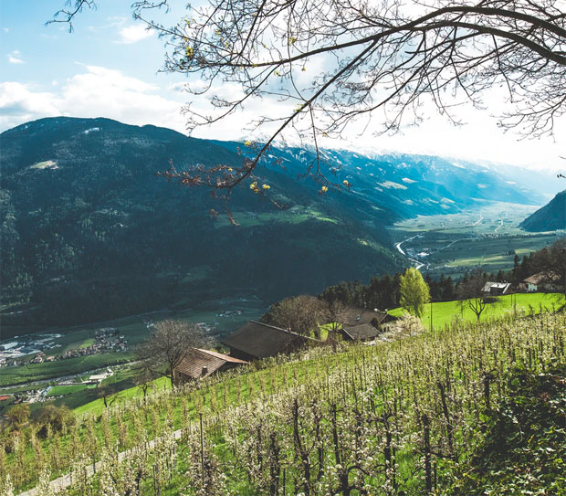 Alto Adige Wines: Delicious Wines from Alpine Vineyards A Mum Reviews