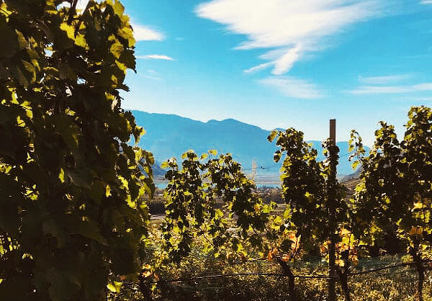 Alto Adige Wines: Delicious Wines from Alpine Vineyards A Mum Reviews