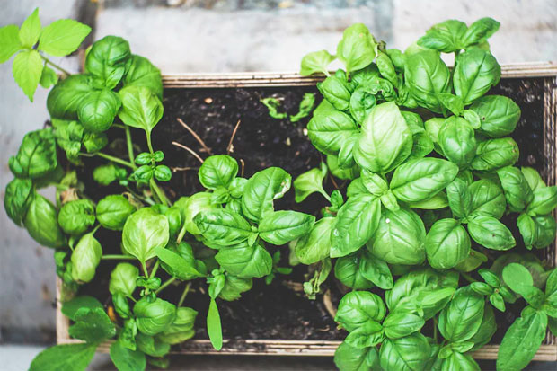 Herb Garden