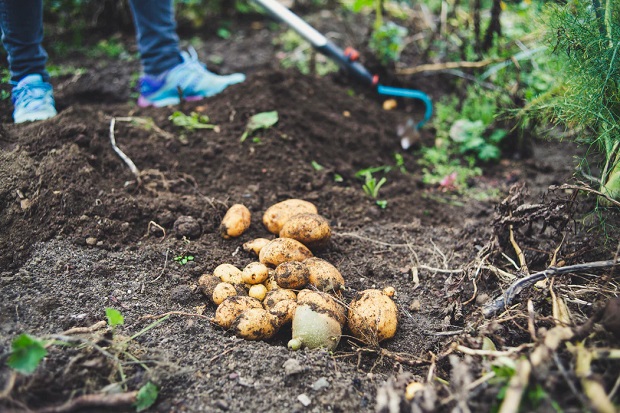 Compost Growing Vegetables