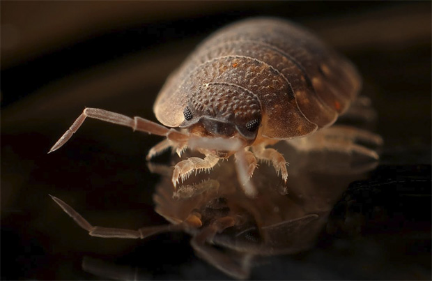 Bed Bugs - Why they Appear and How to Get Rid of Them A Mum Reviews