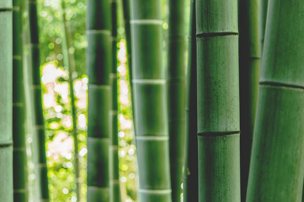 Environmental Benefits of Bamboo Clothing