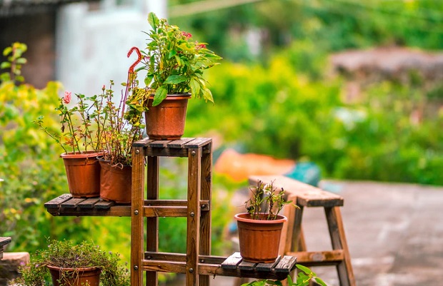 Plants Garden