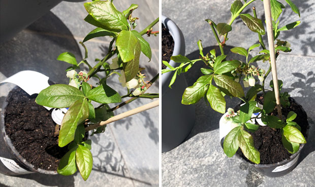 Blueberry Plants