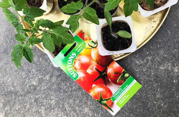 Growing Tomatoes At Home