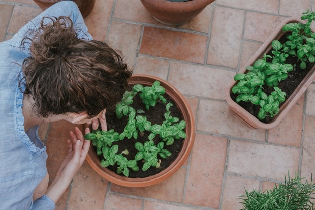 Plants Gardening