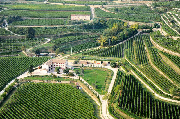 Amarone and Valpolicella wines